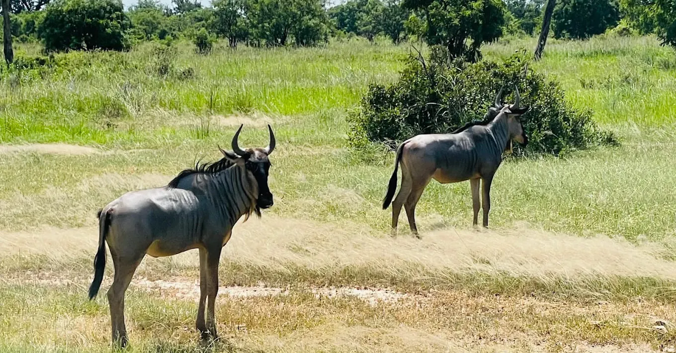 Arusha National Park safari