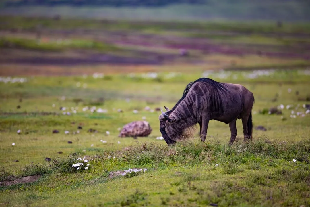 Ngorongoro Crater safari