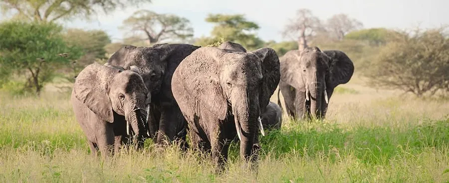 Tarangire National Park safari